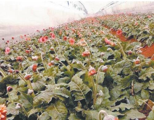 花卉凍害防治