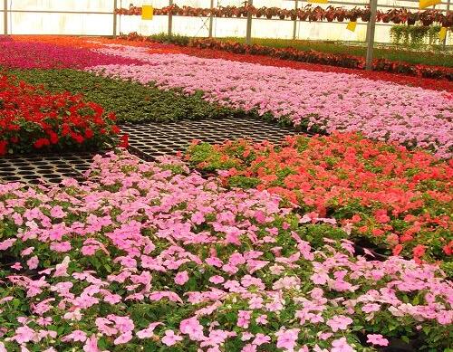 冬季花卉施肥管理