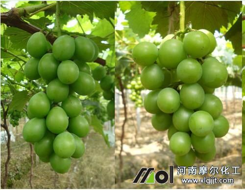 葡萄成熟著色不好原因