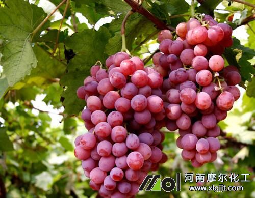 葡萄噴施葉面肥效果