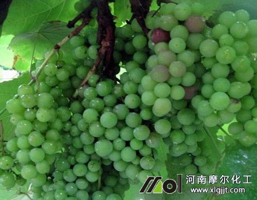 葡萄顏色上不去原因