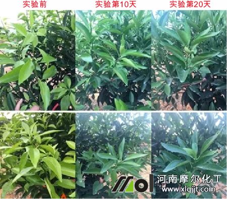 植物精油對作物好處