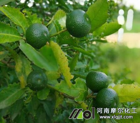 植物精油原料來源