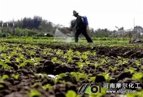 大田作物噴施葉面肥時(shí)間