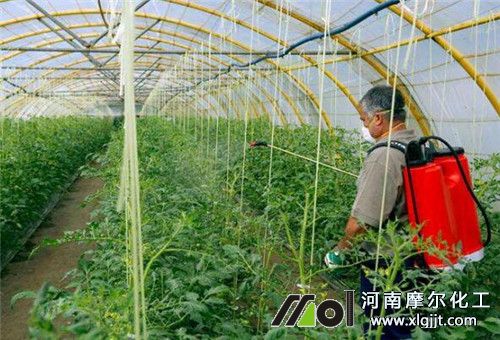 大棚作物噴施葉面肥時(shí)間